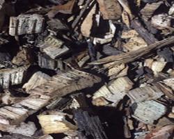 Camphor wood waste