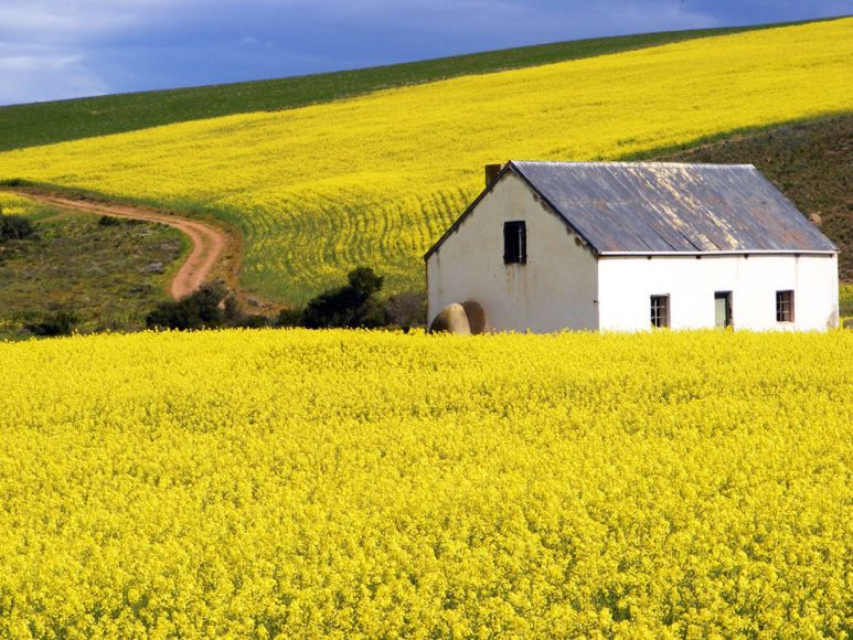 canola-fields